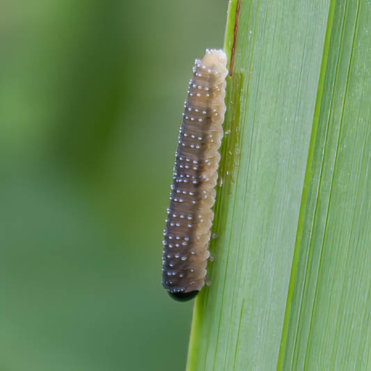 Rhadinoceraea micans (Iris Sawfly).jpg